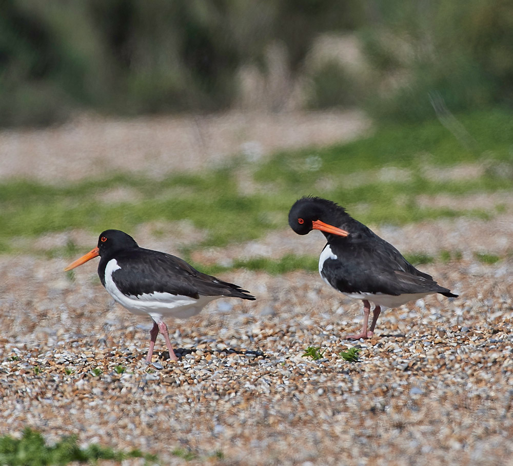 Oystercatcher260517-1