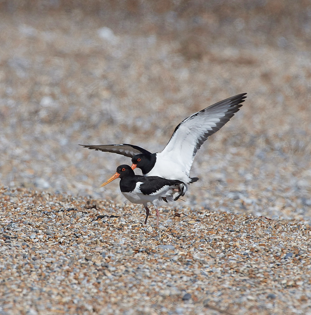 Oystercatcher260517-10