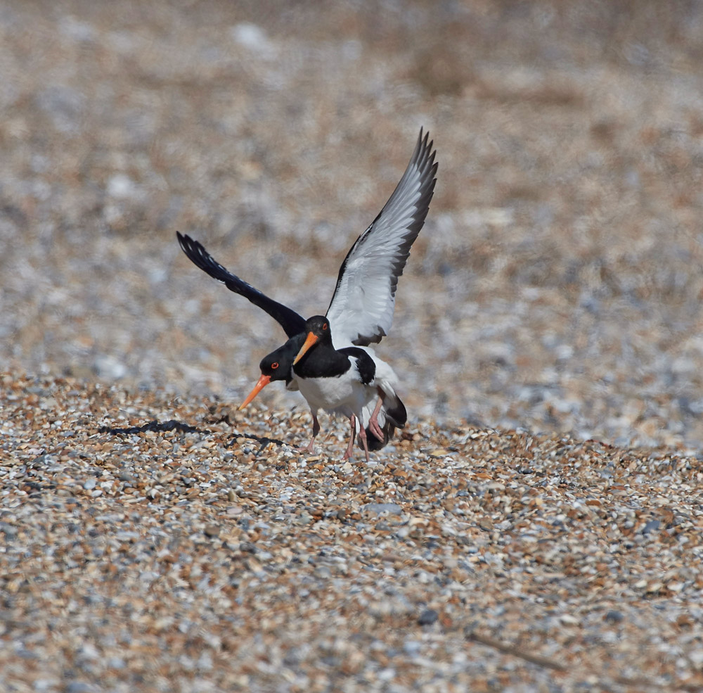 Oystercatcher260517-11