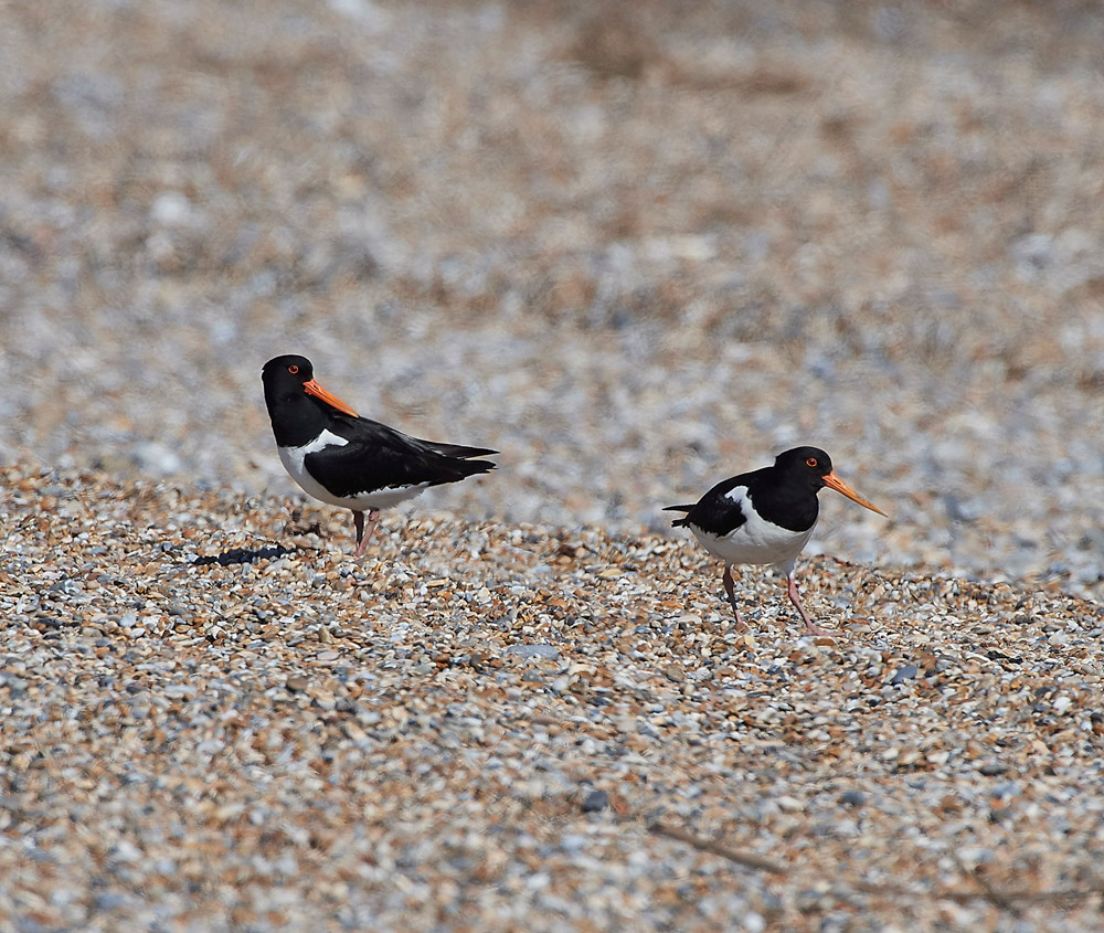 Oystercatcher260517-12