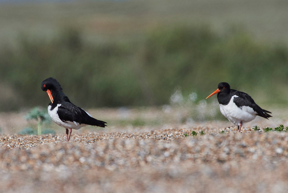 Oystercatcher260517-14