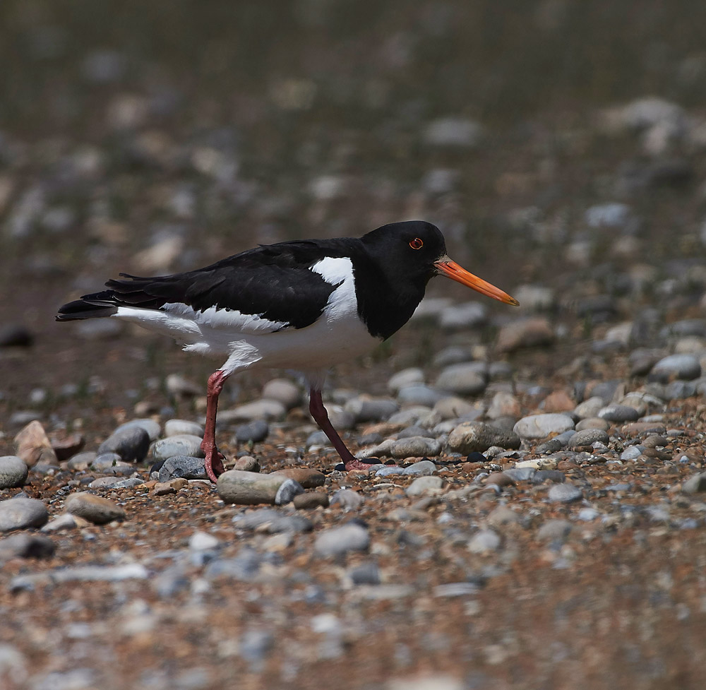 Oystercatcher260517-15