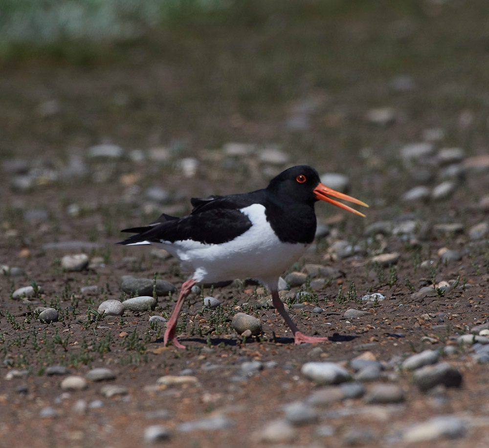 Oystercatcher260517-16