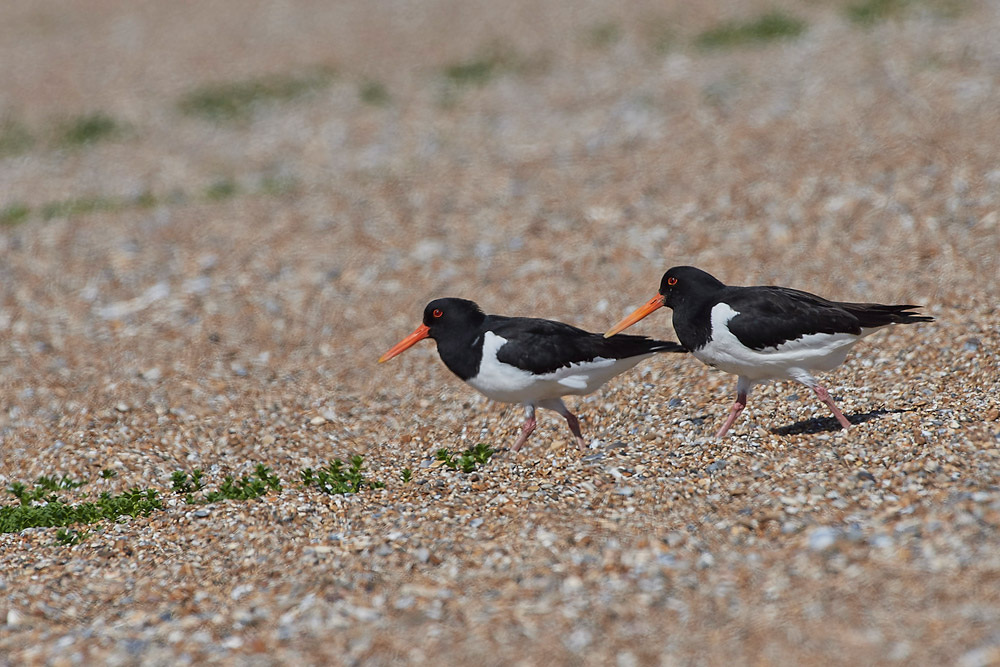 Oystercatcher260517-2