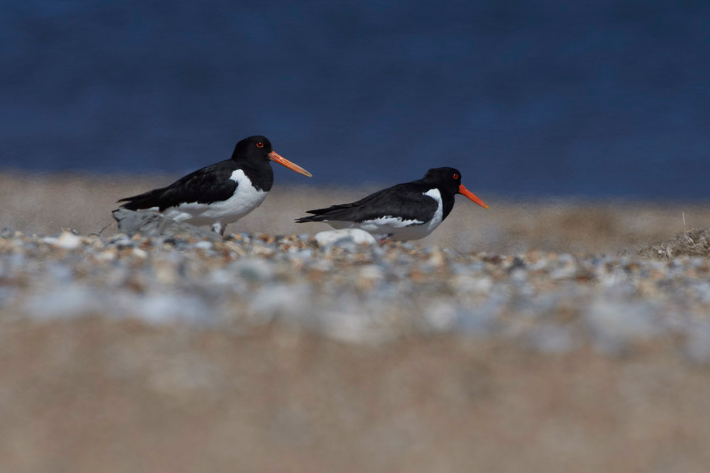 Oystercatcher260517-4