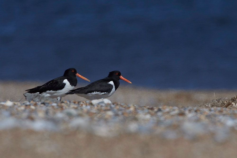 Oystercatcher260517-5