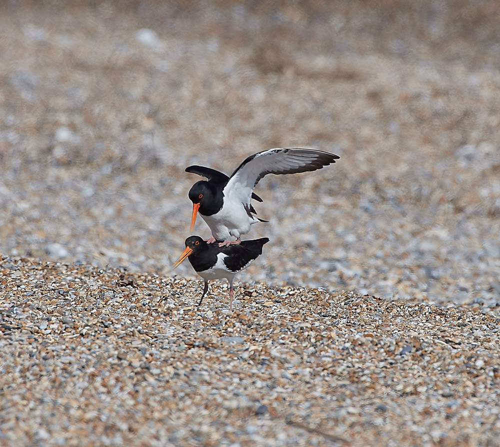 Oystercatcher260517-7