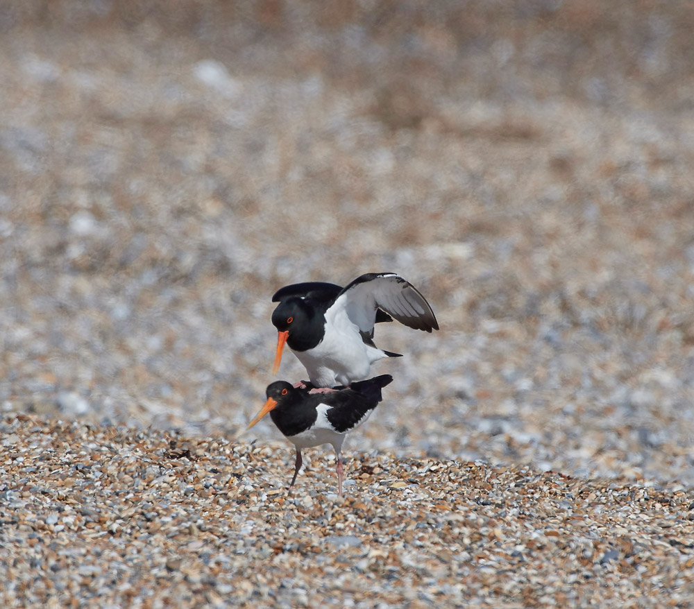 Oystercatcher260517-8