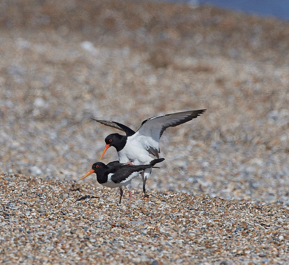 Oystercatcher260517-9