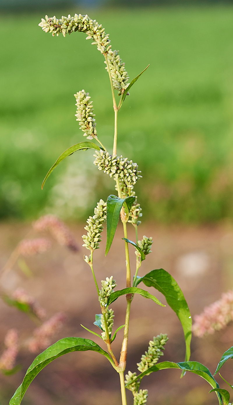 PalePersicaria140817-2