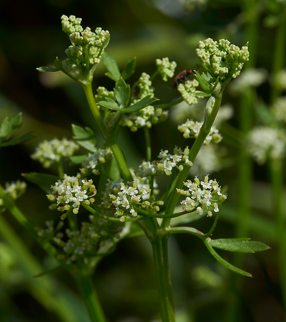 ParsleyWaterDropwort270717-1