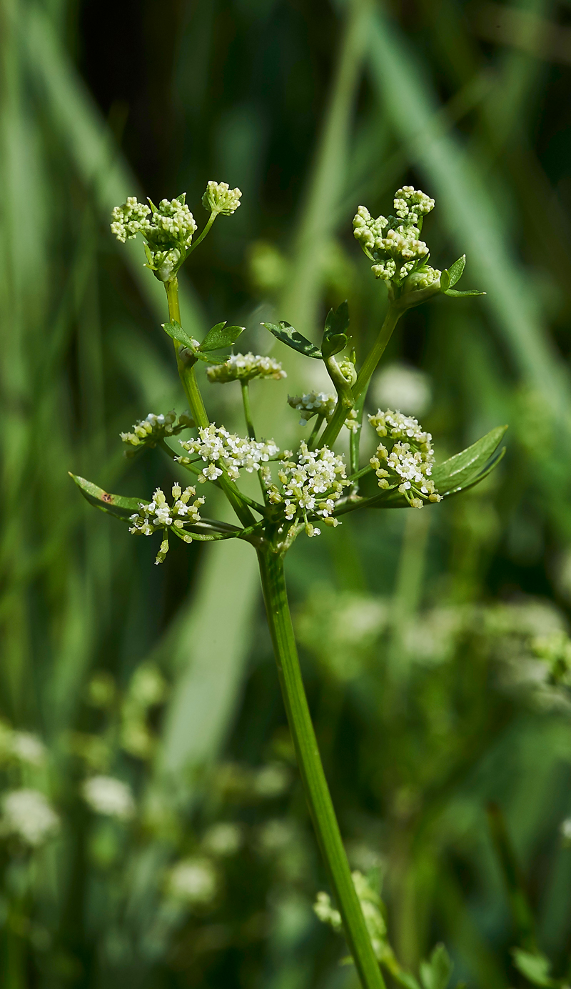 ParsleyWaterDropwort270717-2