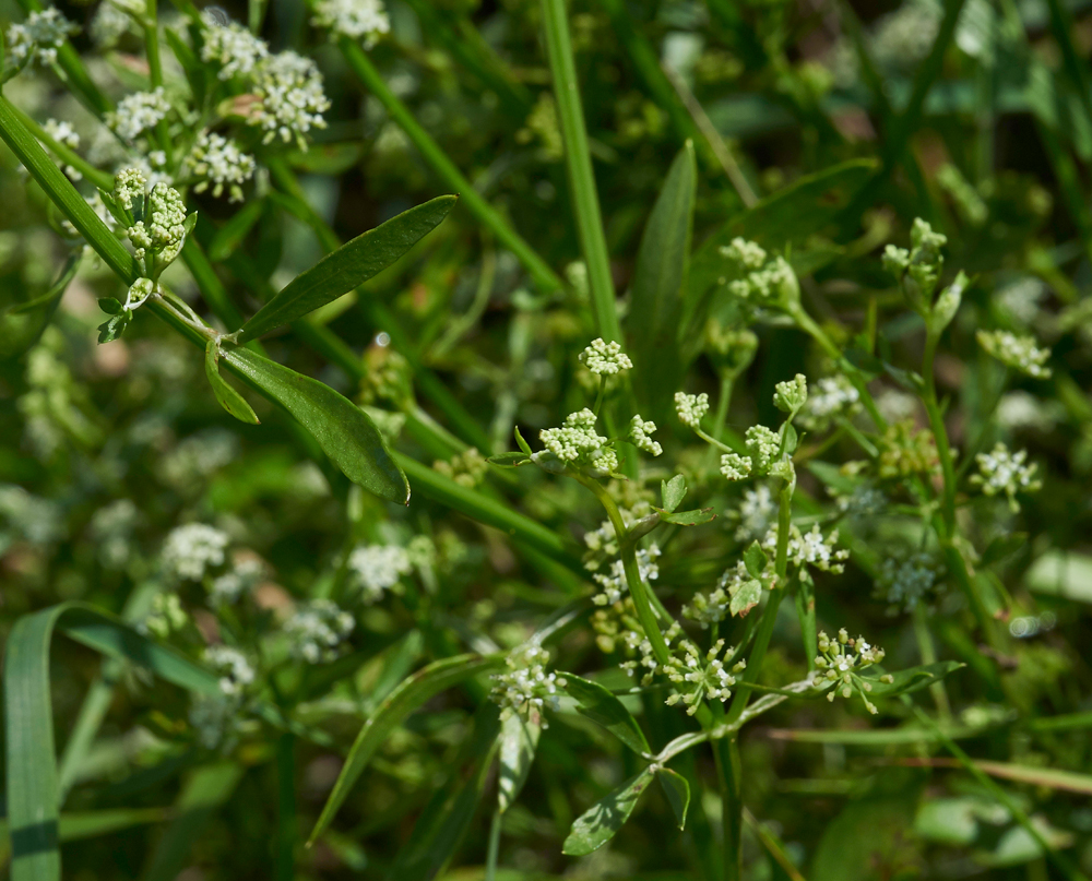 ParsleyWaterDropwort270717-3