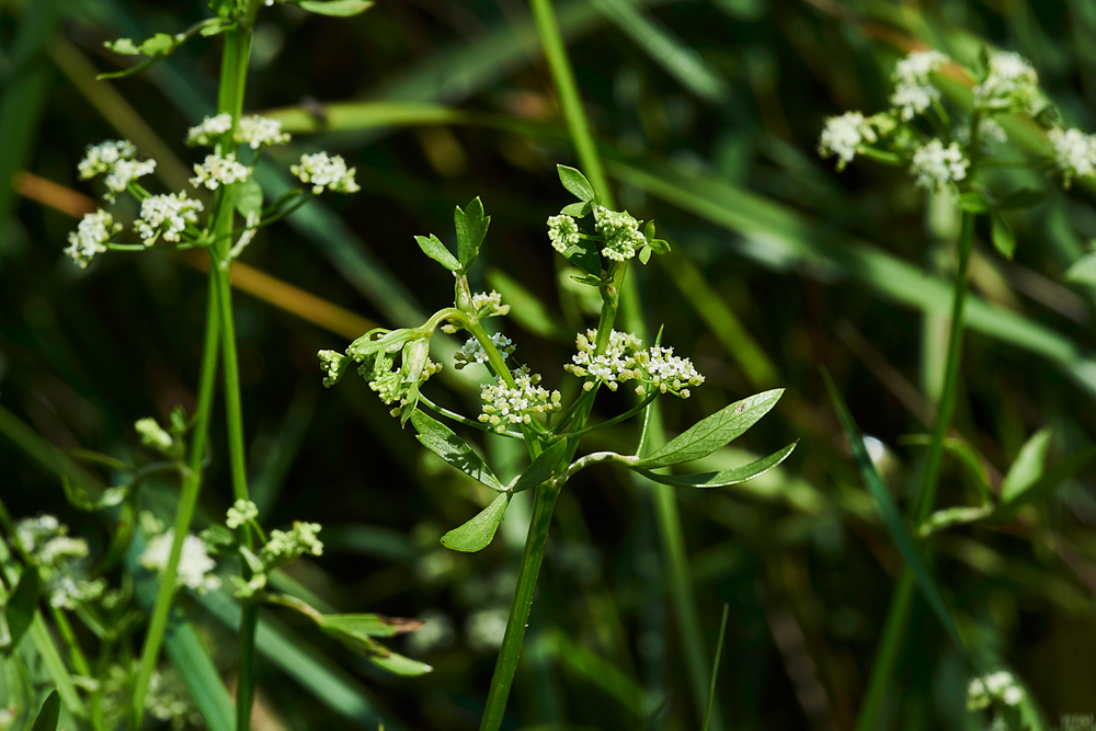 ParsleyWaterDropwort270717-4