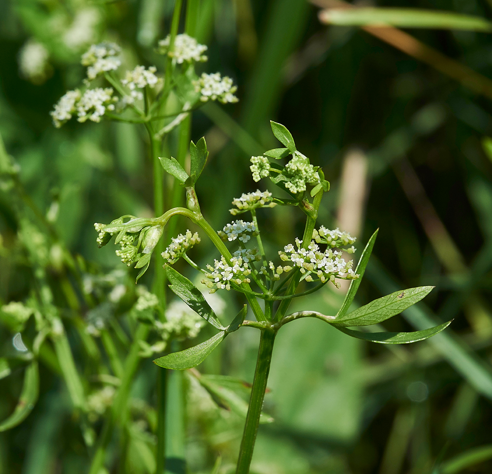 ParsleyWaterDropwort270717-5