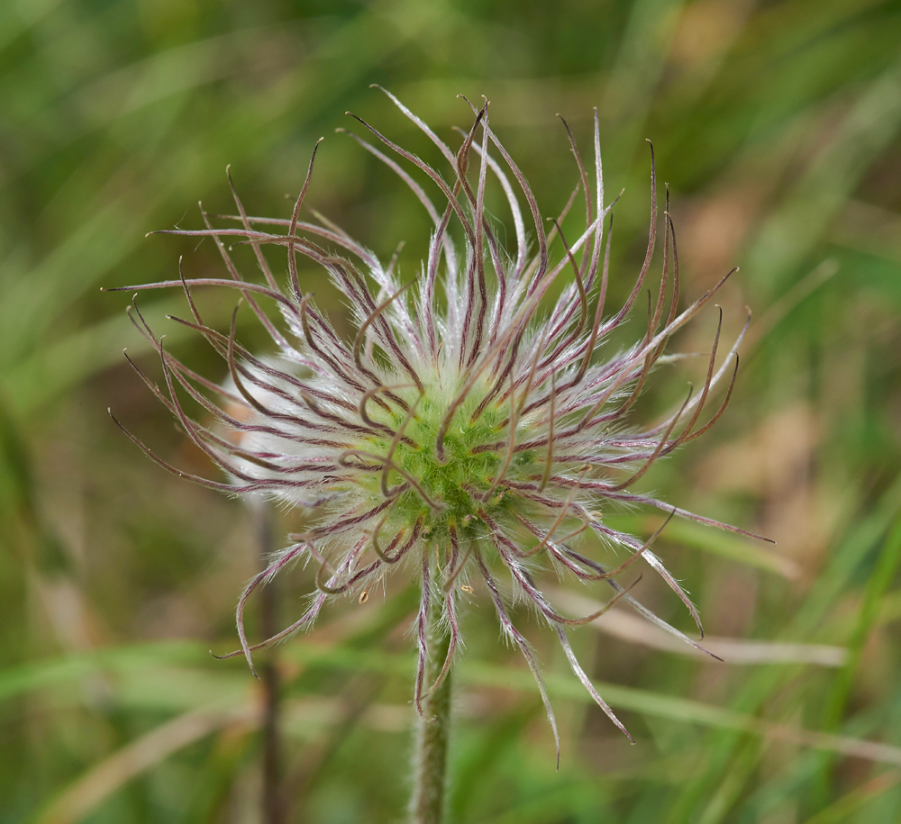 PasqueFlower260617