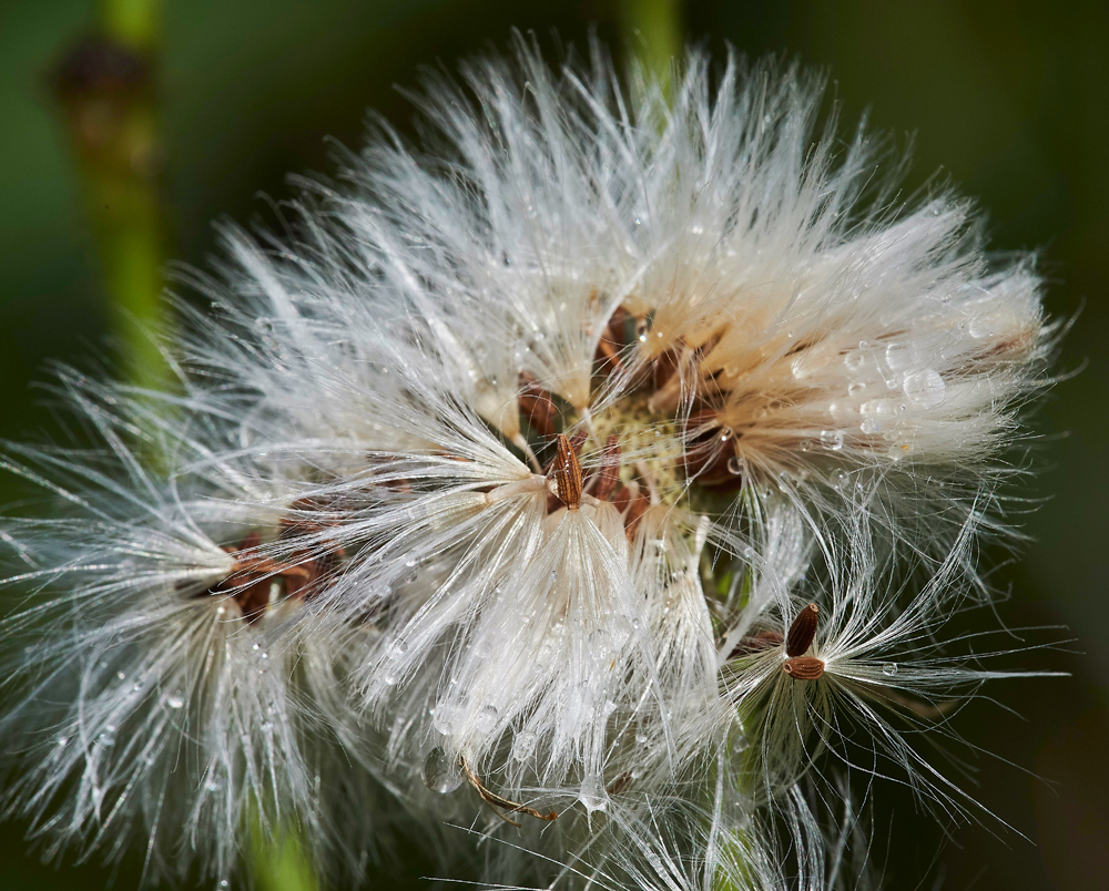 PerennialSowThistle270717-1