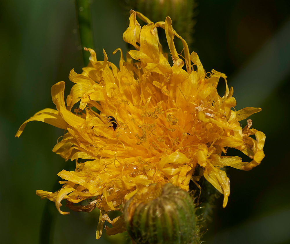 PerennialSowThistle270717-2