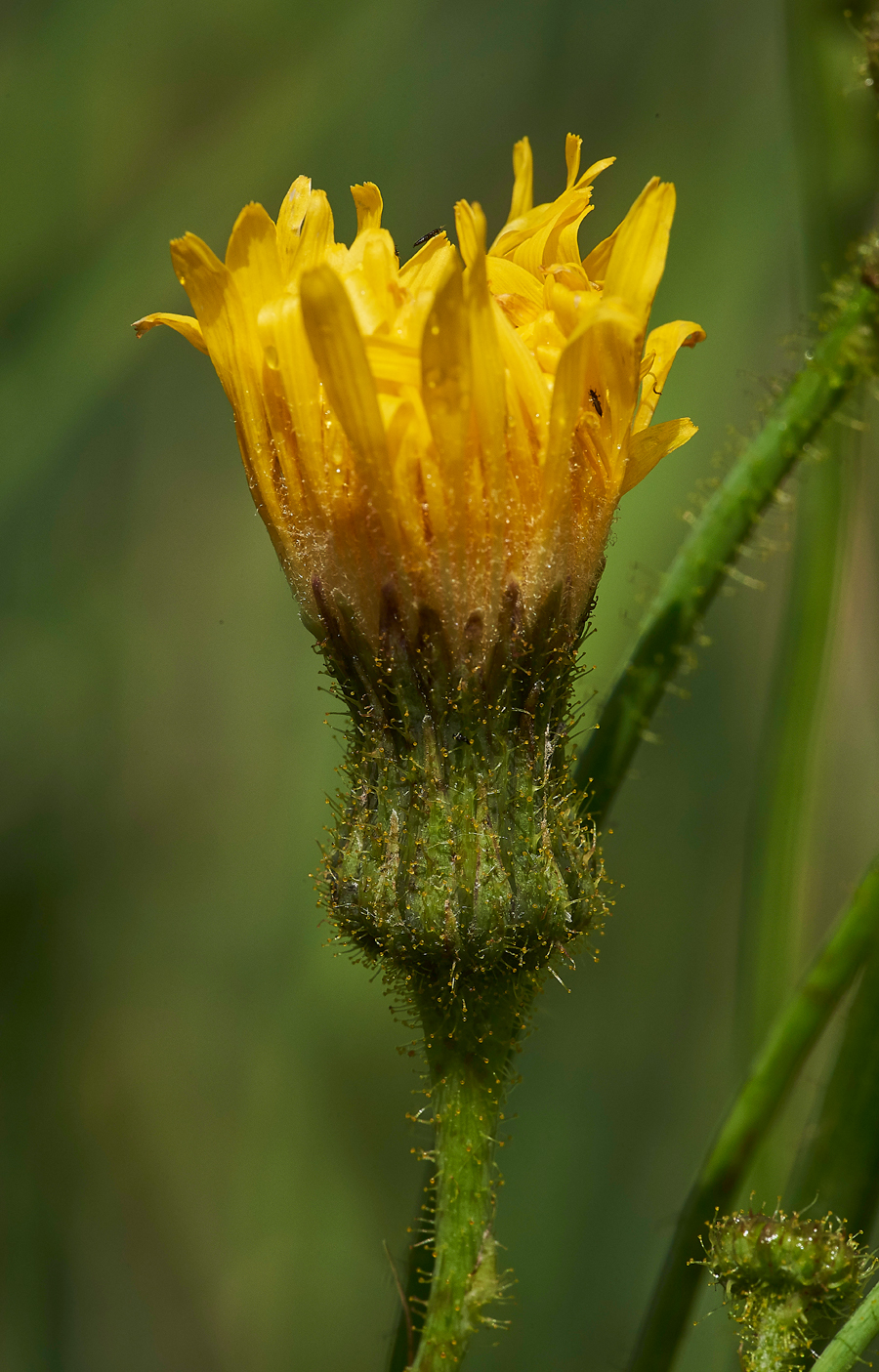 PerennialSowThistle270717-3