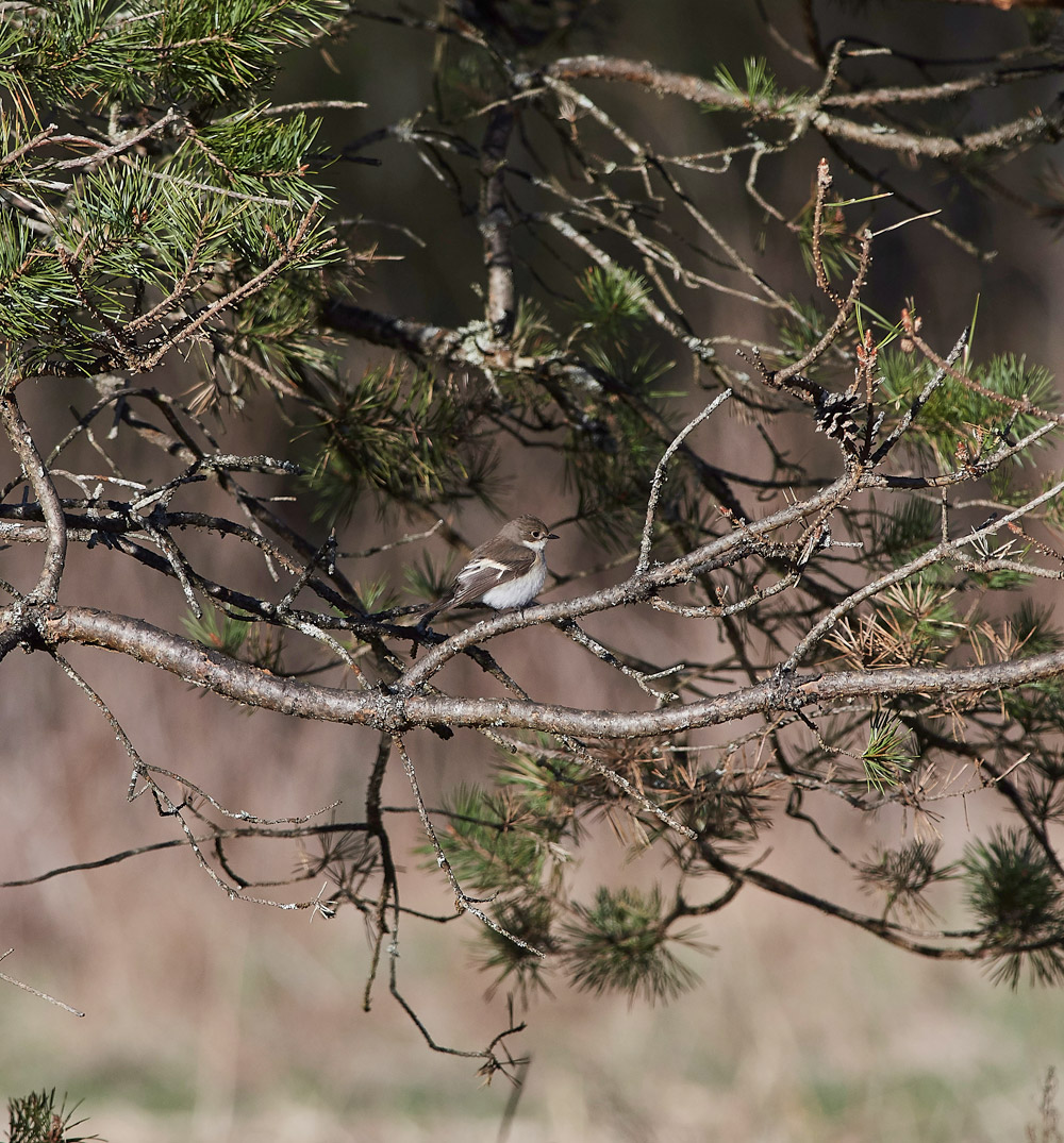 PiedFlycatcher05171