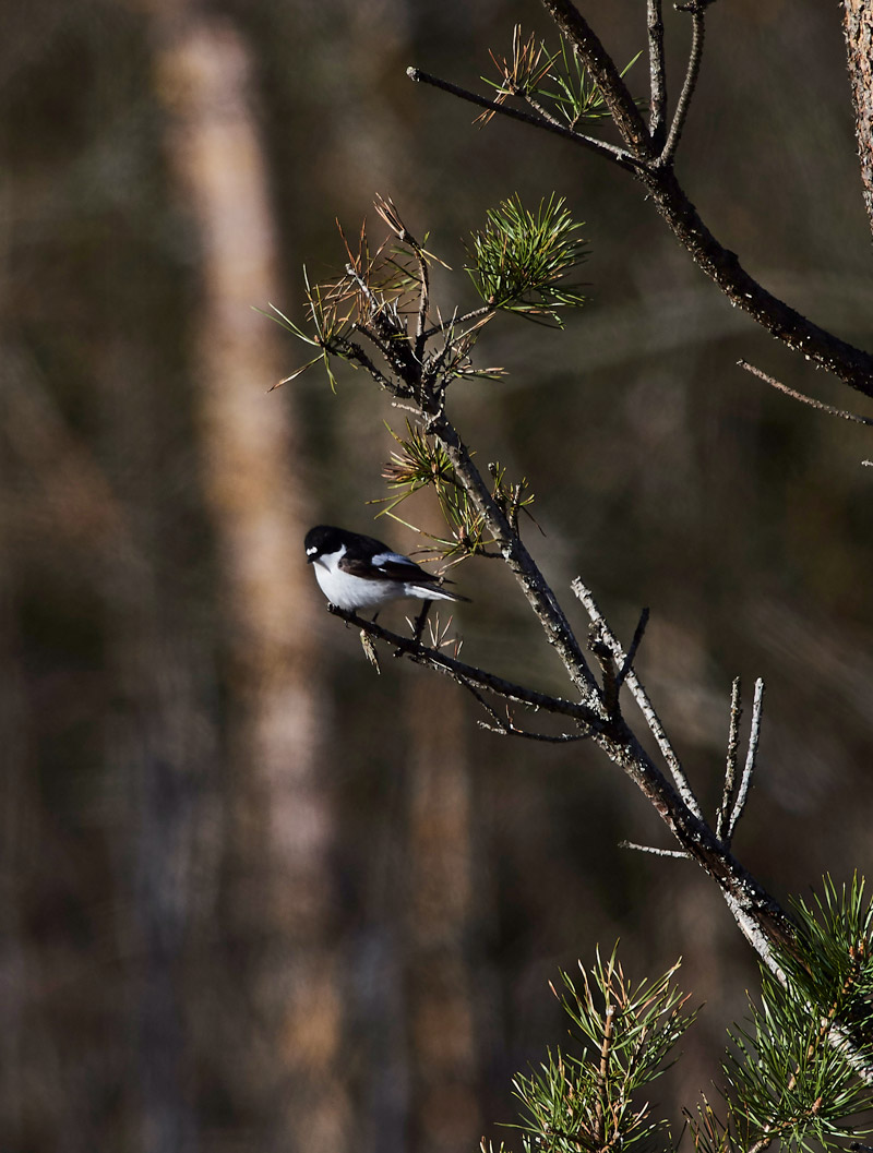 PiedFlycatcher05173