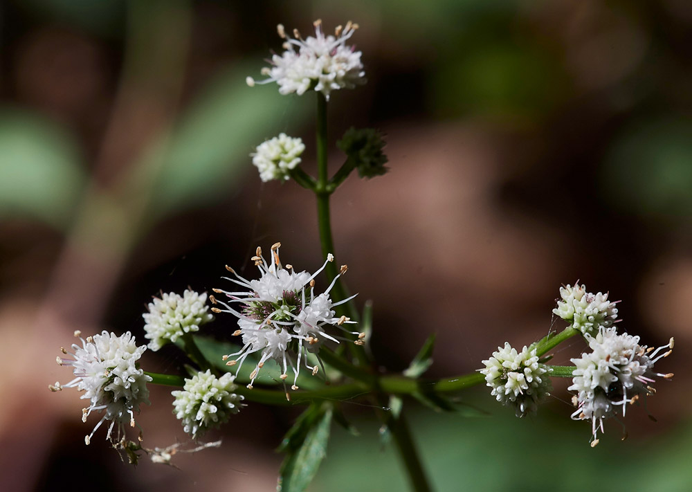 Pignut210517-1