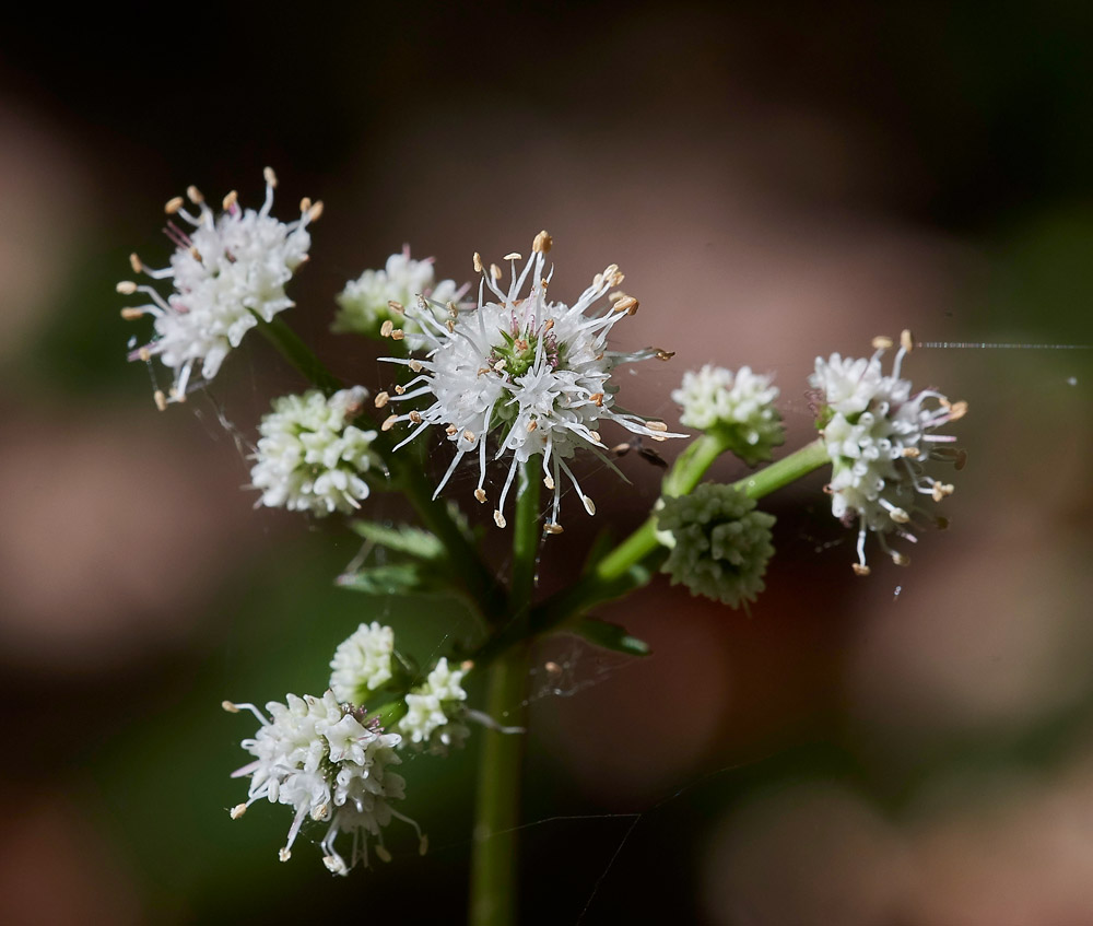 Pignut210517-3