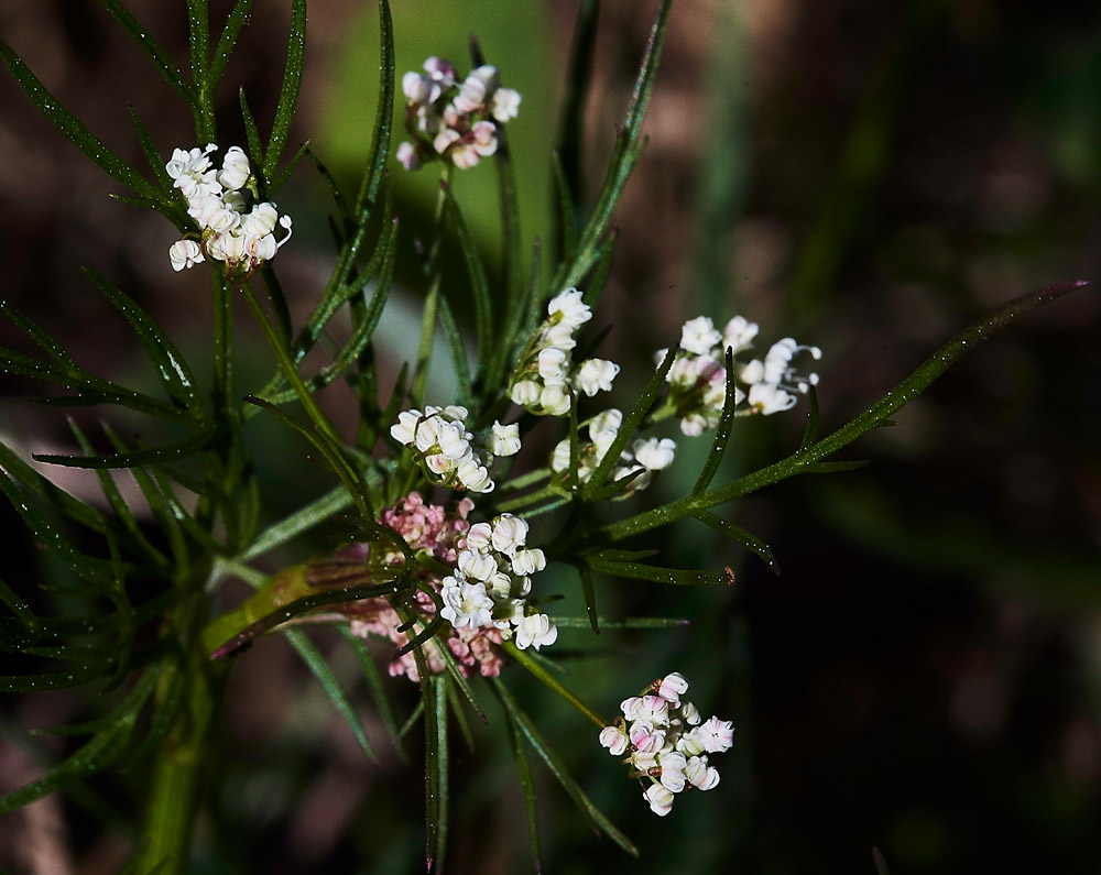 Pignut220517-2