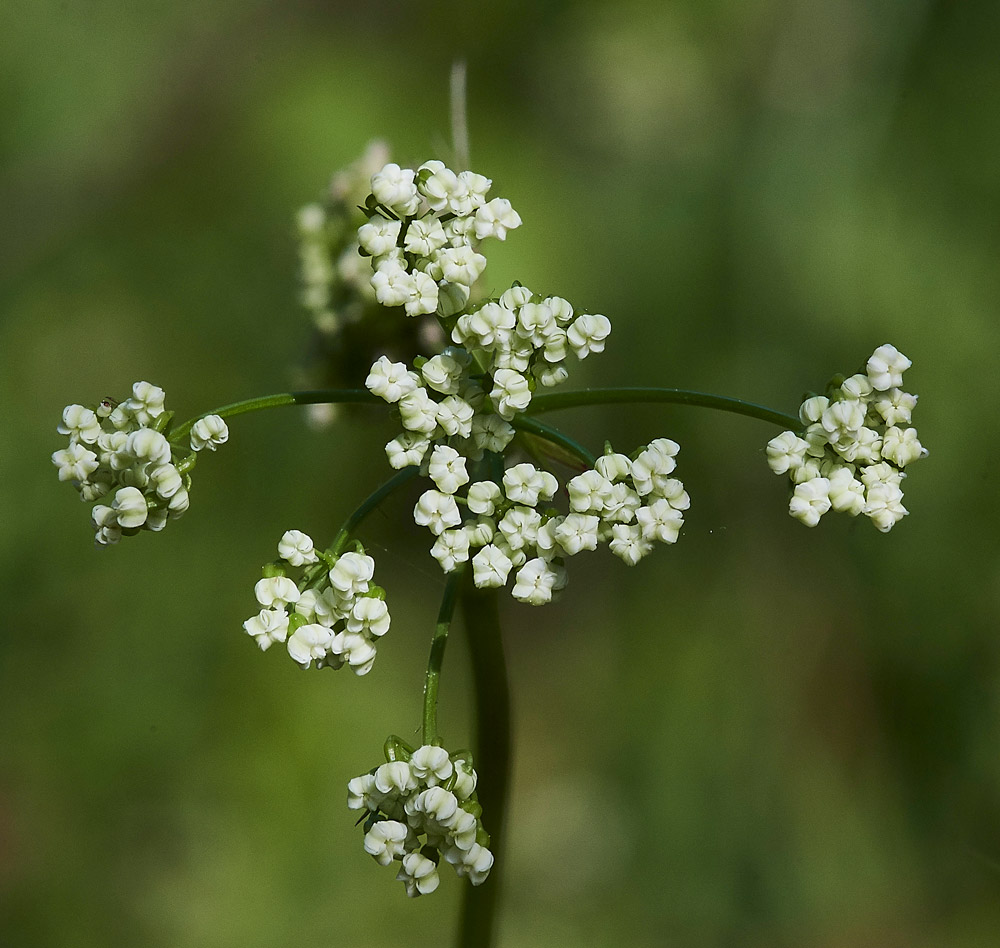 Pignut220517-3