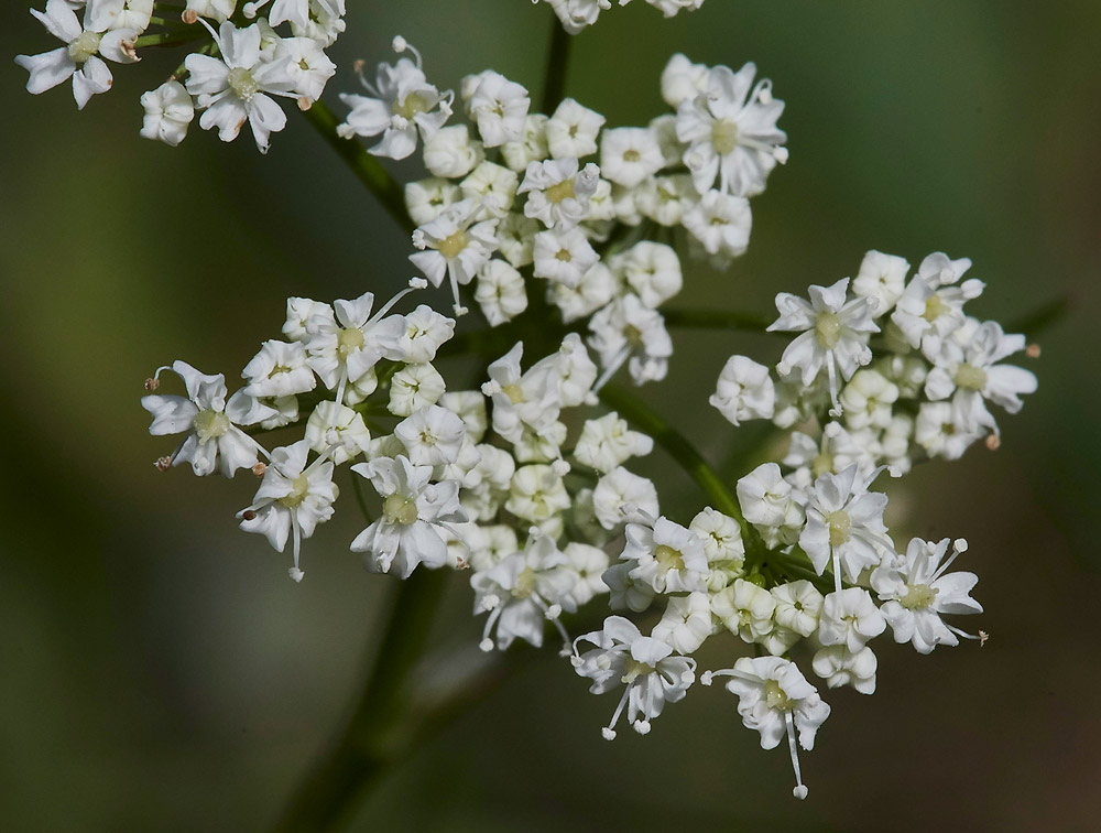 Pignut220517-4