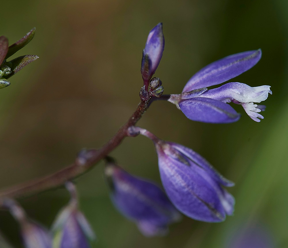 Polygala210517-2