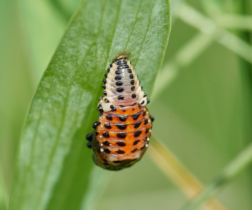 PoplarLeafBeetle130716-1