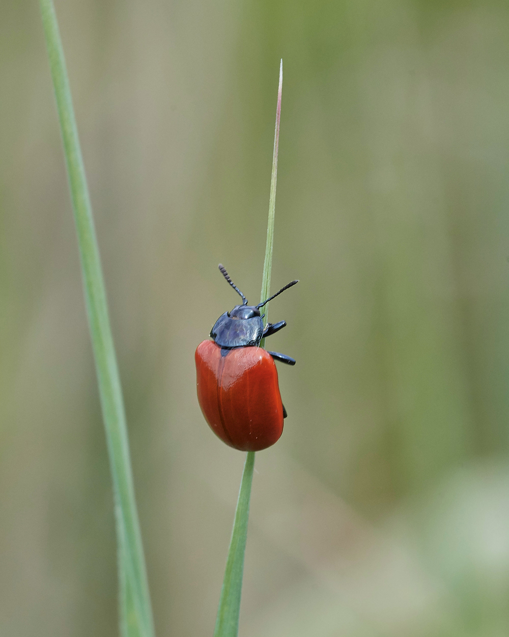 PoplarLeafBeetle130716-2