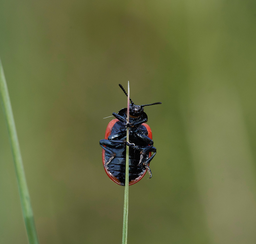 PoplarLeafBeetle130716-3