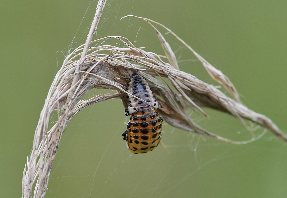 PoplarLeafBeetle130716-4