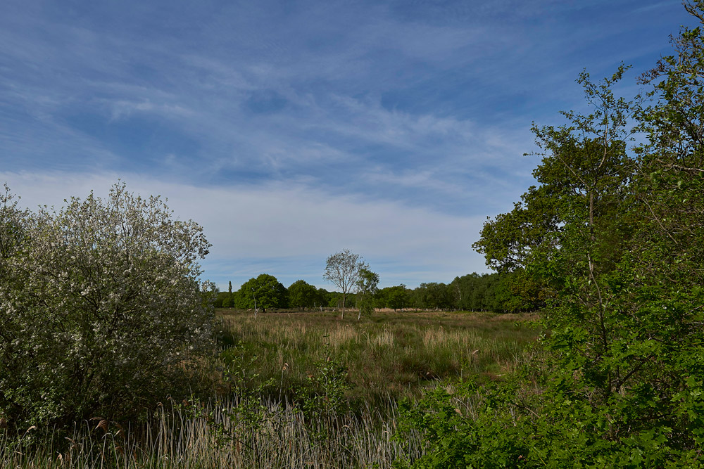 PotterHeighamMarshes230517-1