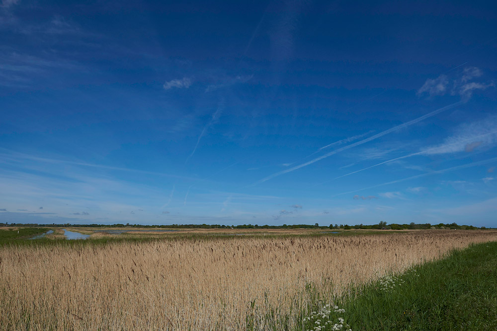 PotterHeighamMarshes230517-2