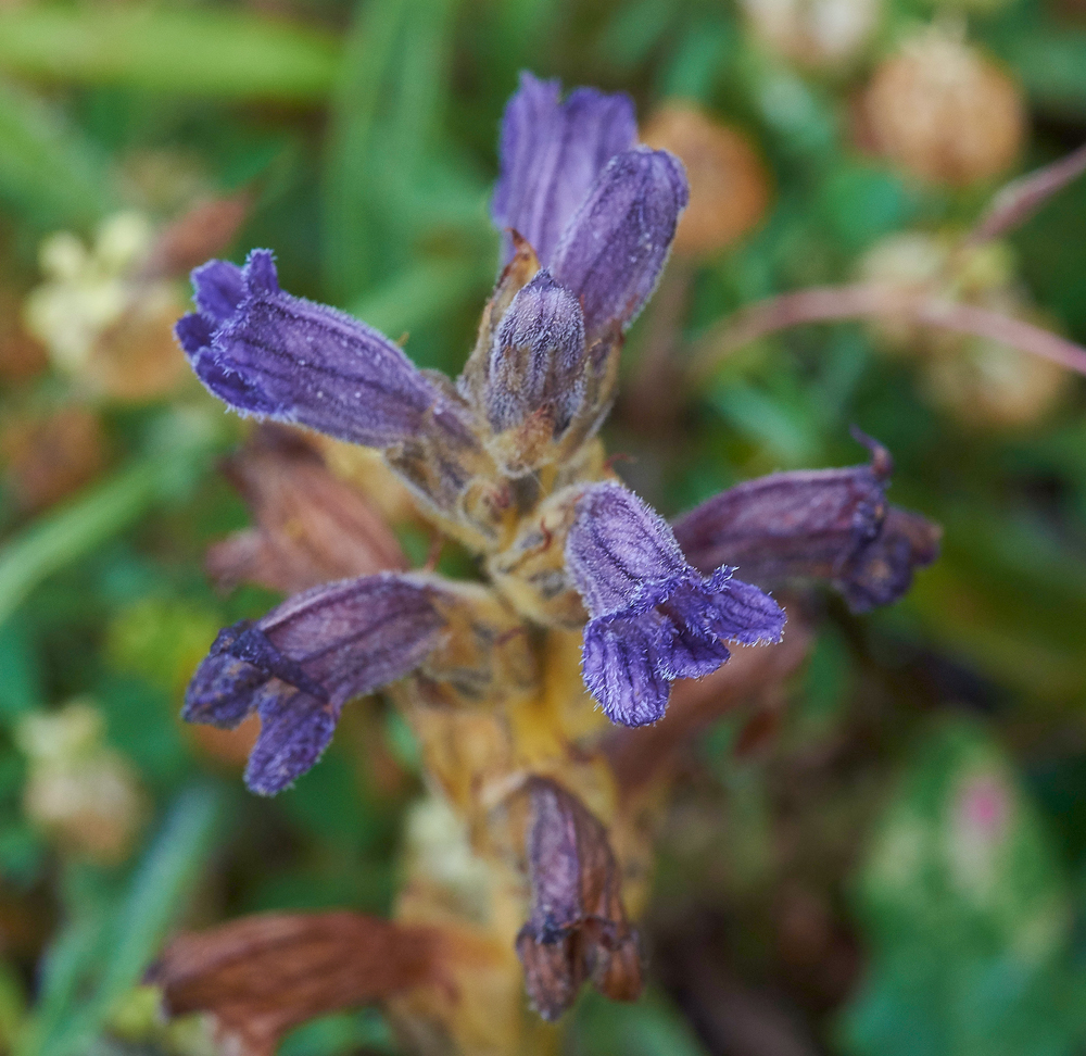 Purple-Broomrape270617-2