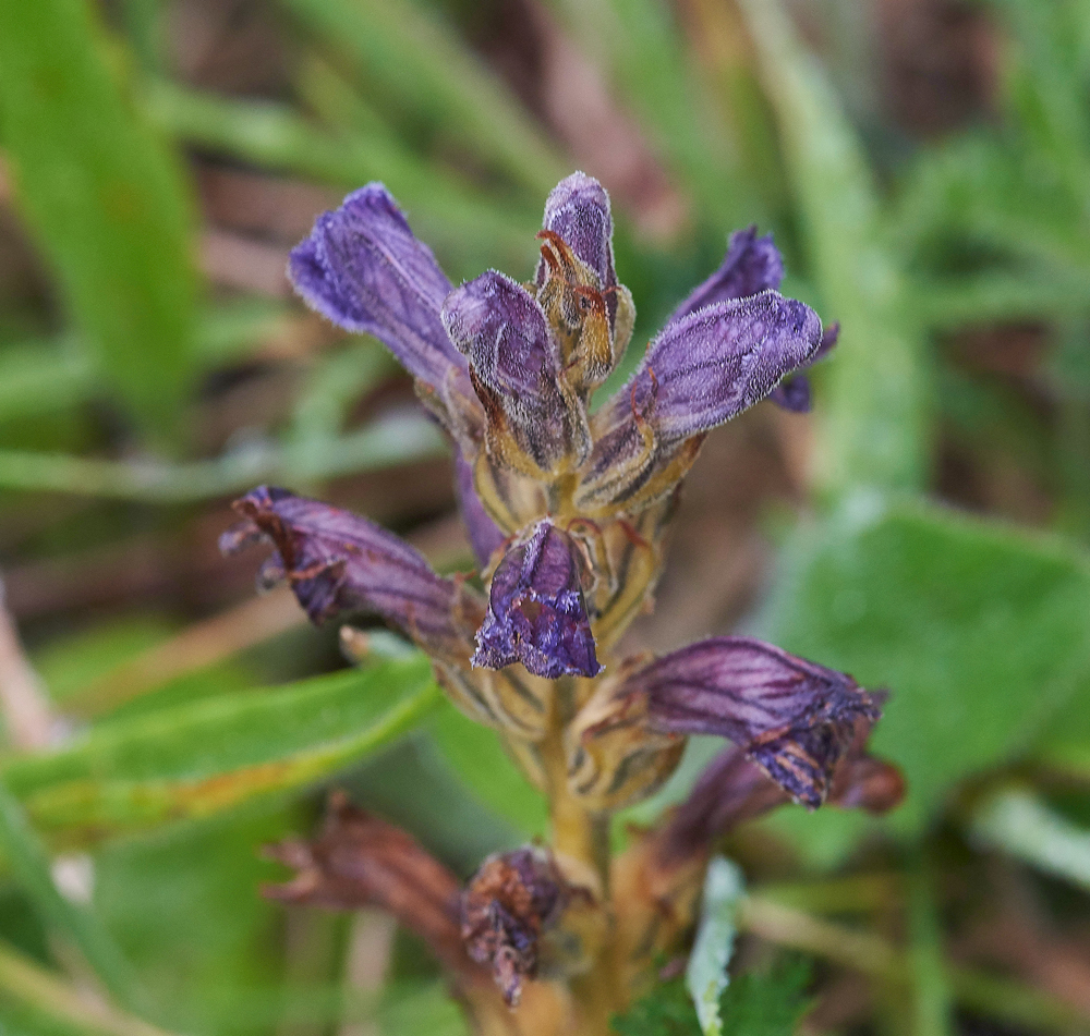 Purple-Broomrape270617-3