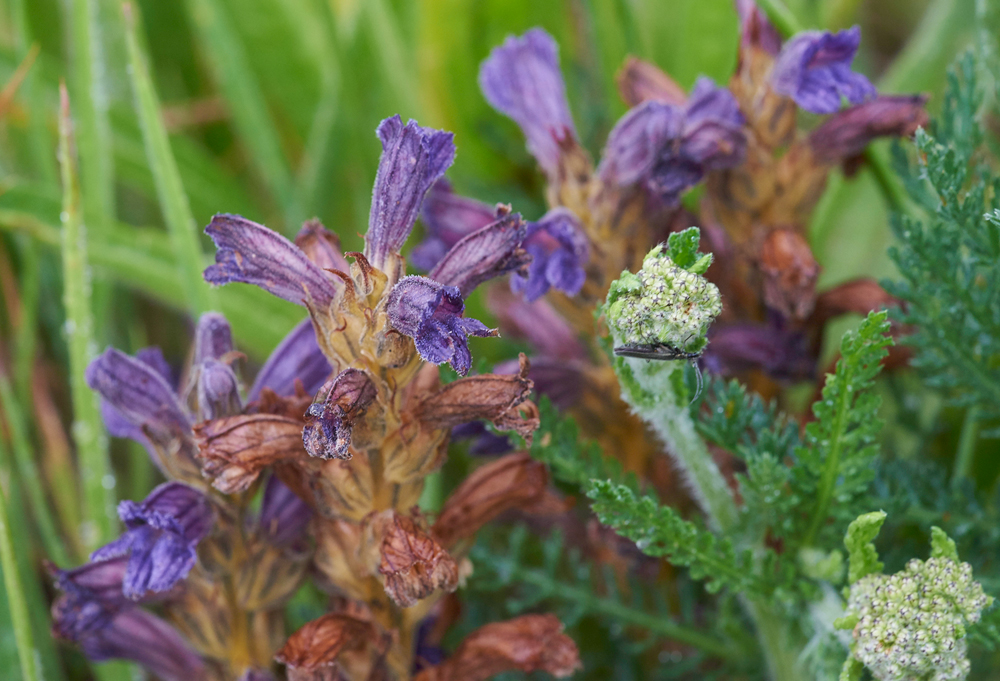 Purple-Broomrape270617-6