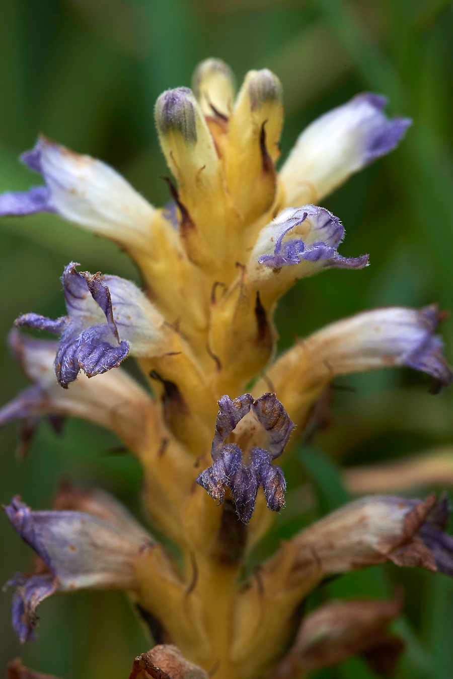 PurpleBroomrape300617-1