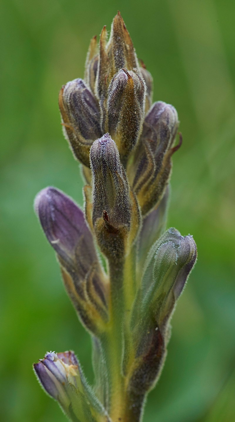 PurpleBroomrape300617-3