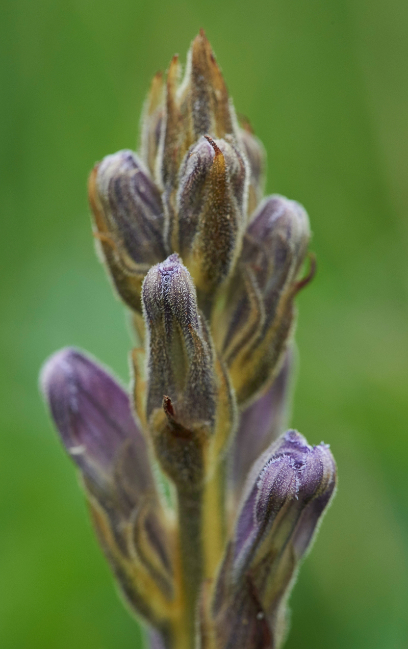 PurpleBroomrape300617-4