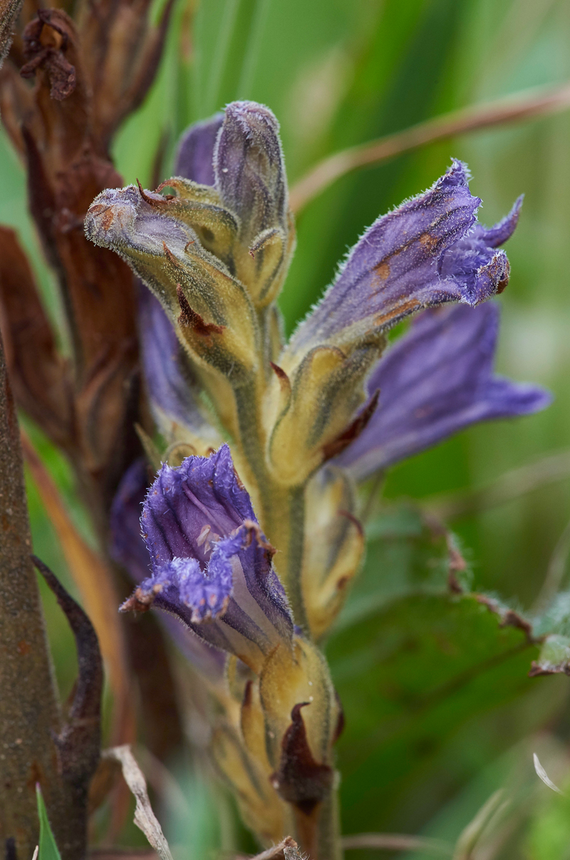 PurpleBroomrape300617-5