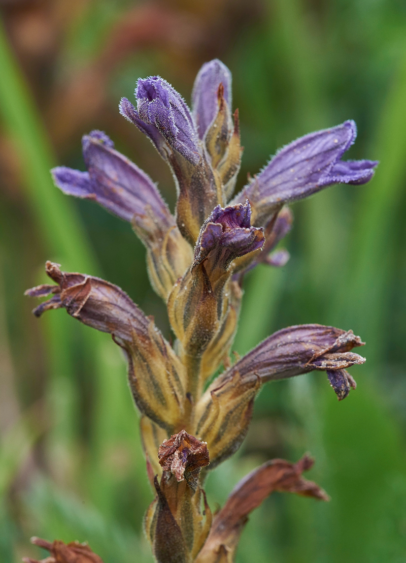 PurpleBroomrape300617-6