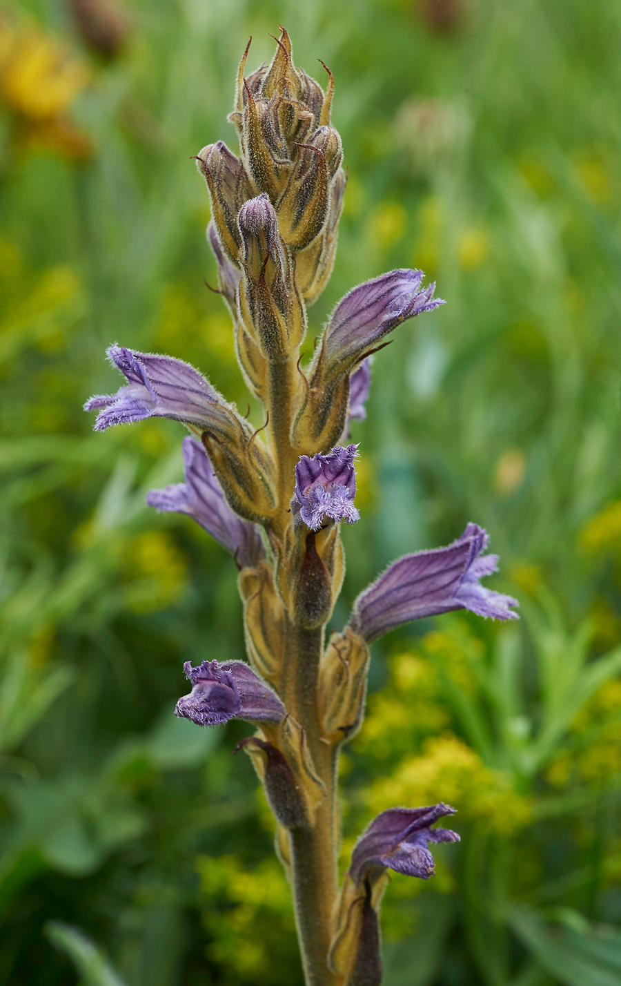 PurpleBroomrape300617