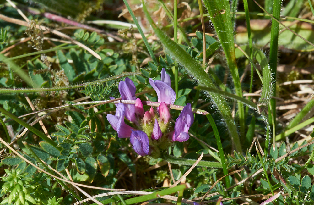 PurpleMilkVetch260617-2