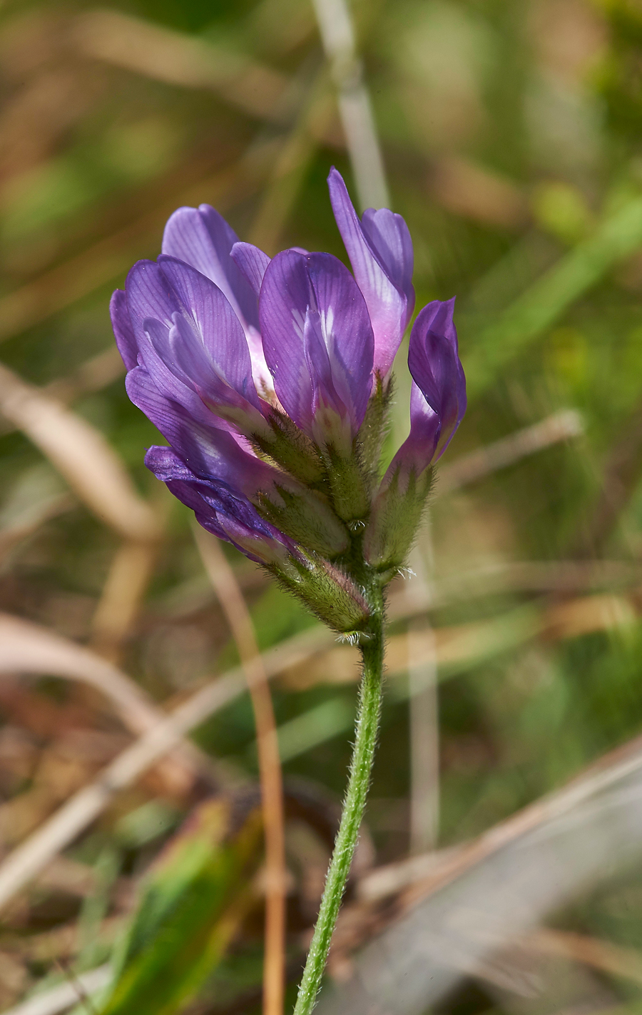 PurpleMilkVetch260617