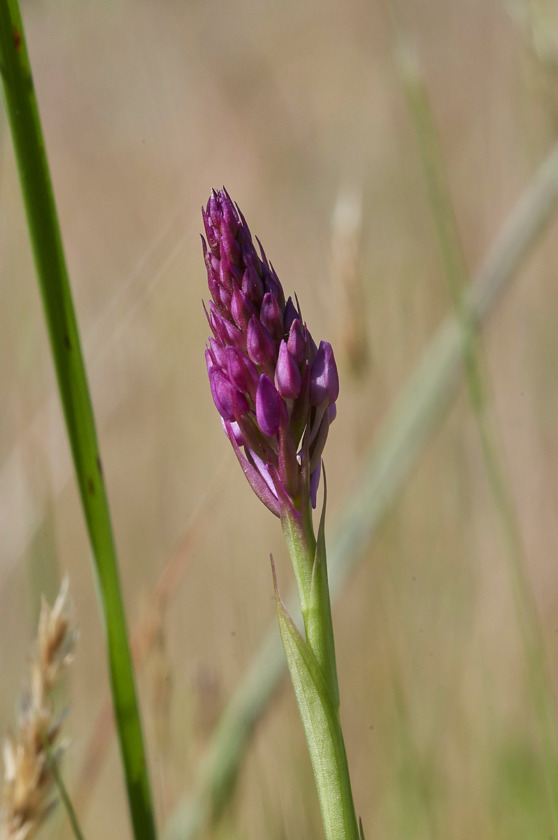 PyramidalOrchid190617-1