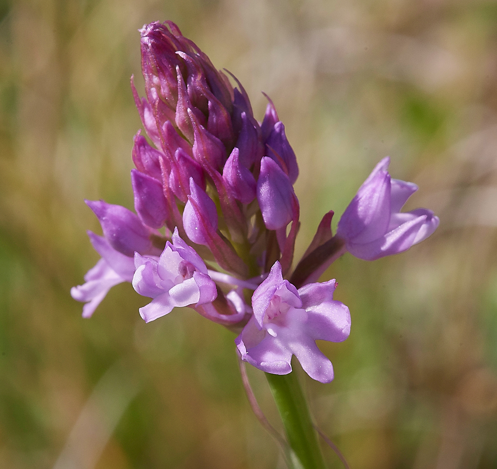 PyramidalOrchid190617-2